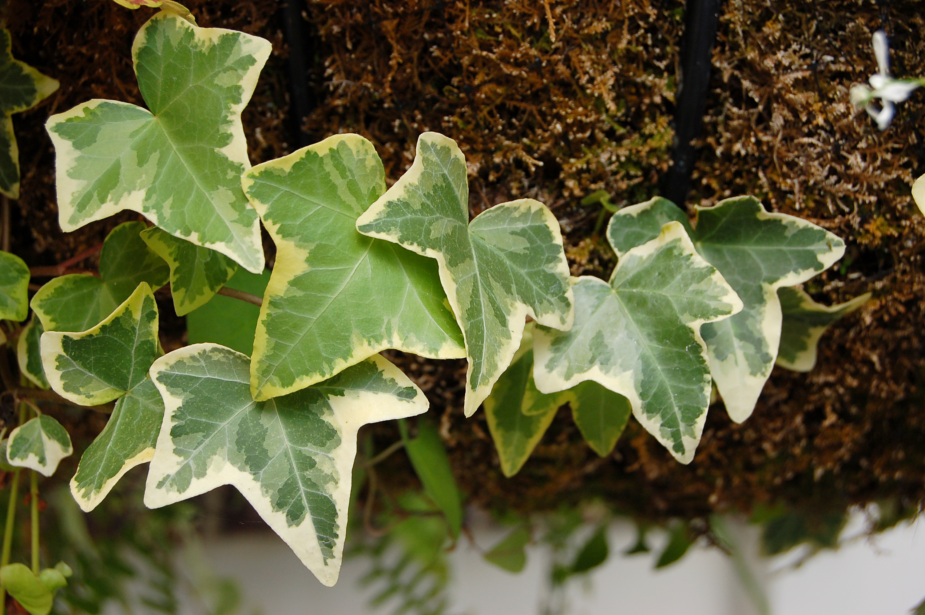 Hedera_helix_Leaves_3008px