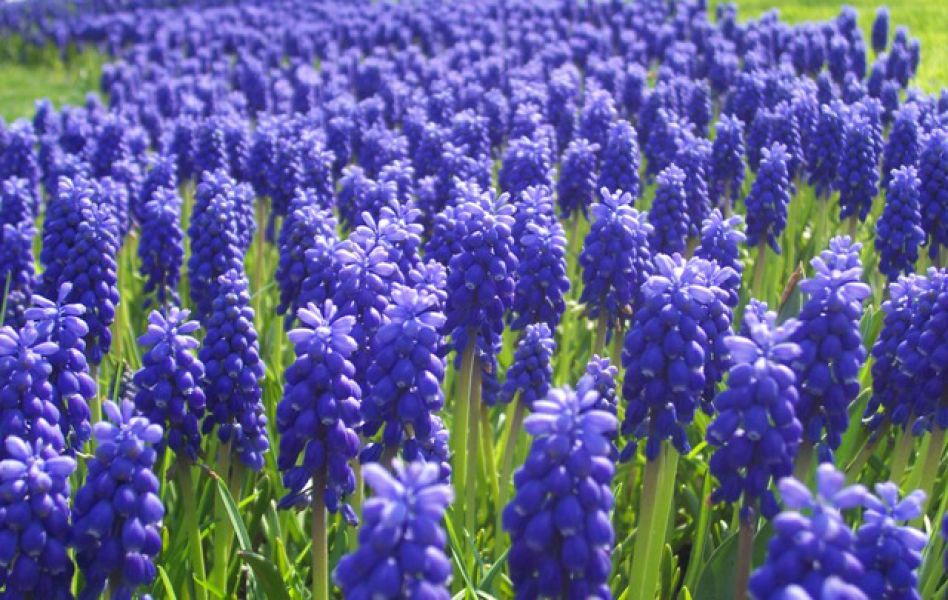 dag-sumbulu-muscari-a4a6d8