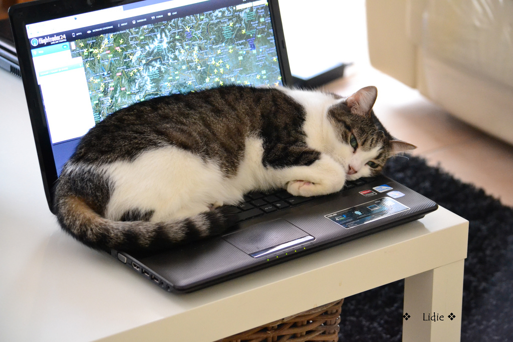 cat-sleeps-on-laptop.jpg