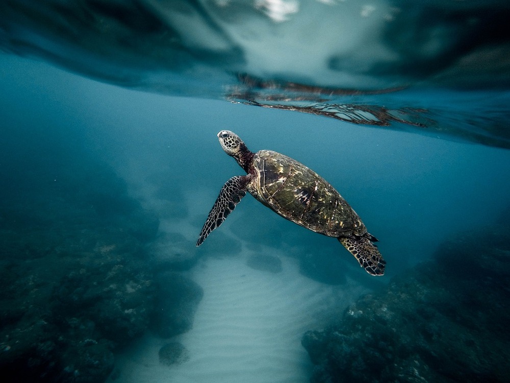 Denizlerin Koruyucuları” Deniz Kaplumbağaları hakkında şaşırtıcı gerçekler