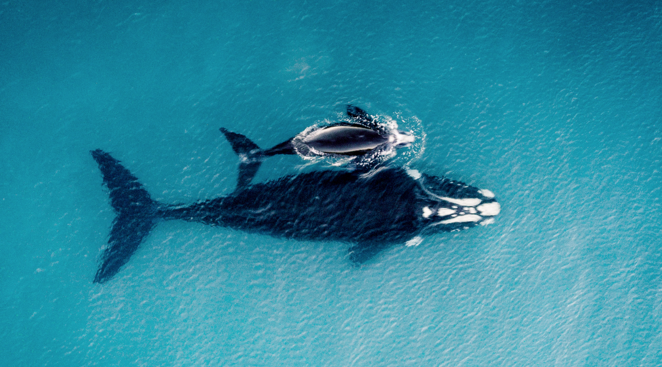 Mavi balinalar günde 10 milyon parça mikroplastik yutuyor